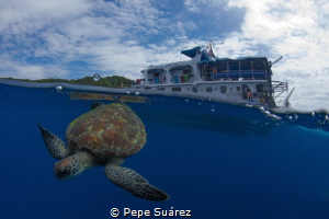 Turtle on surface interval @The Similan Islands by Pepe Suárez 